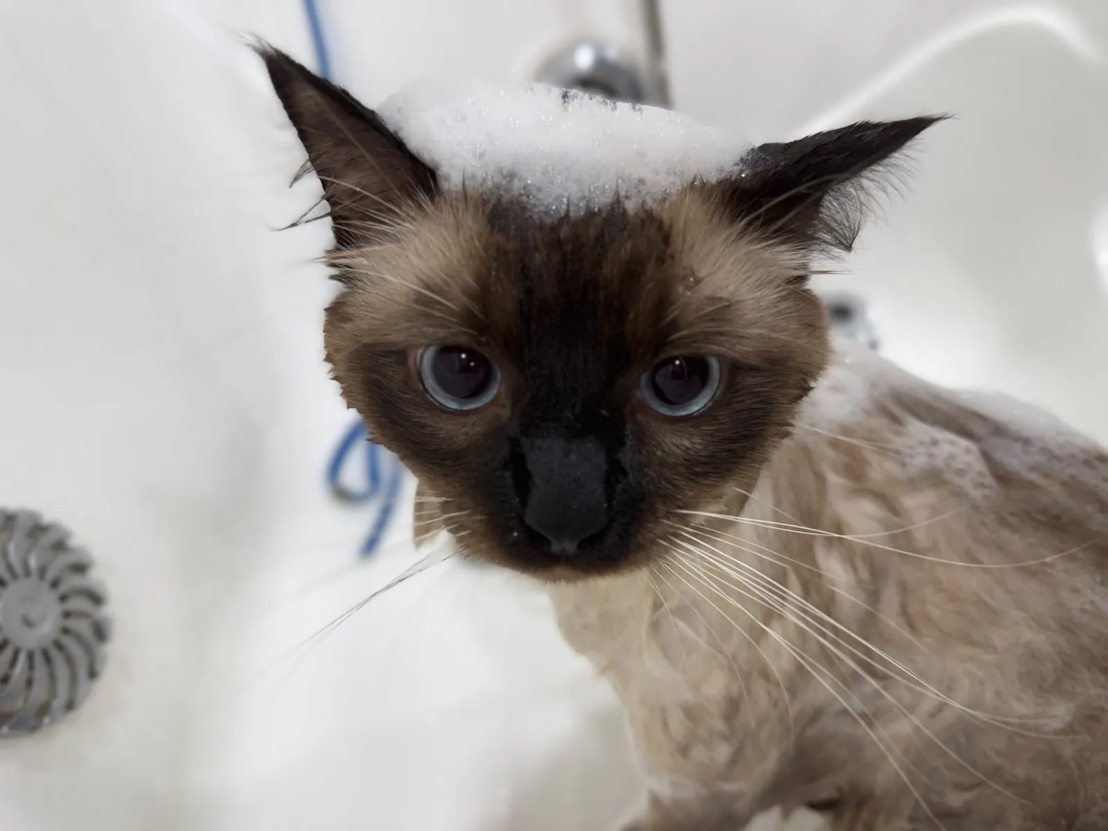 夜貓族寵物樂園