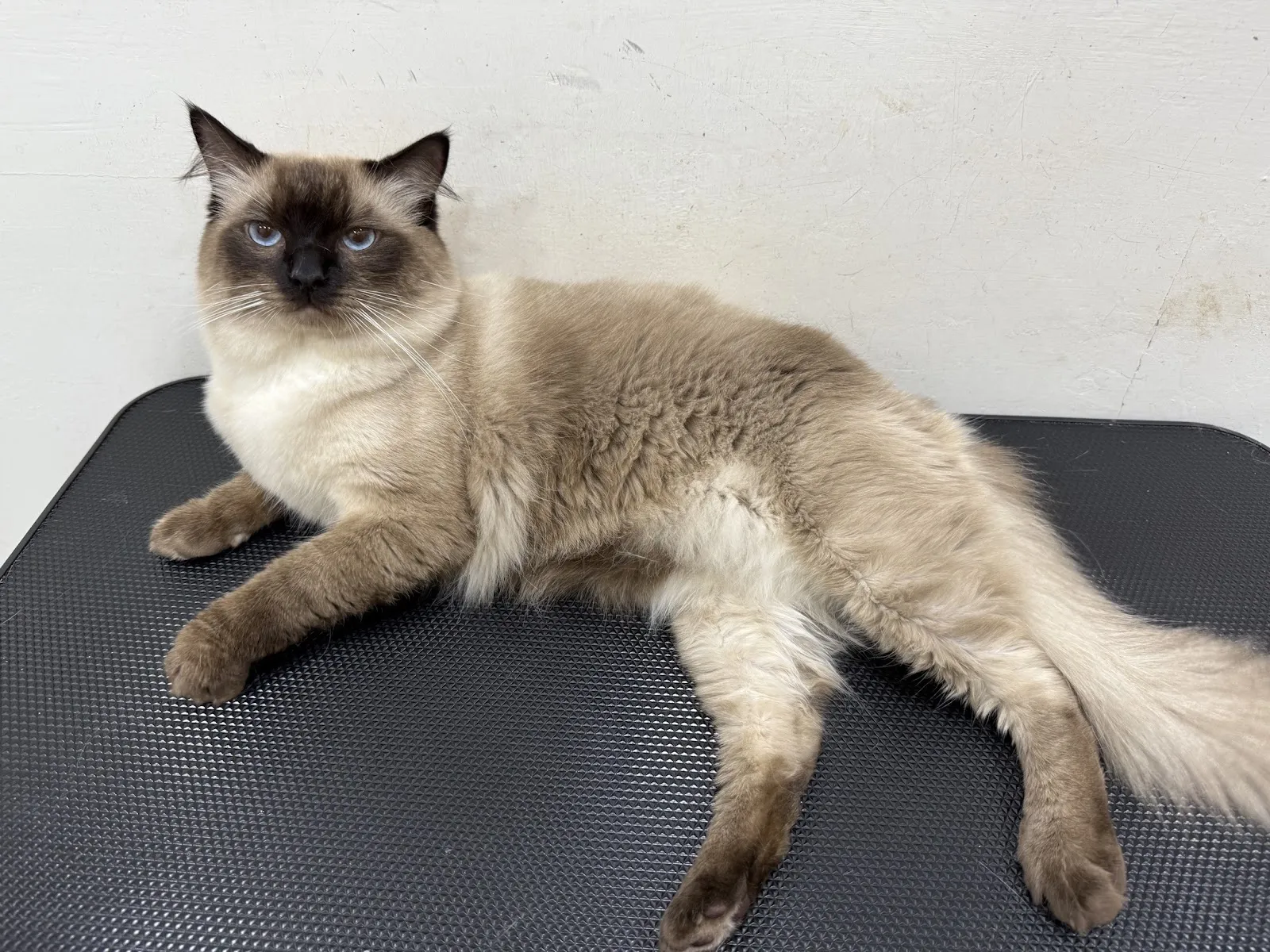 夜貓族寵物樂園