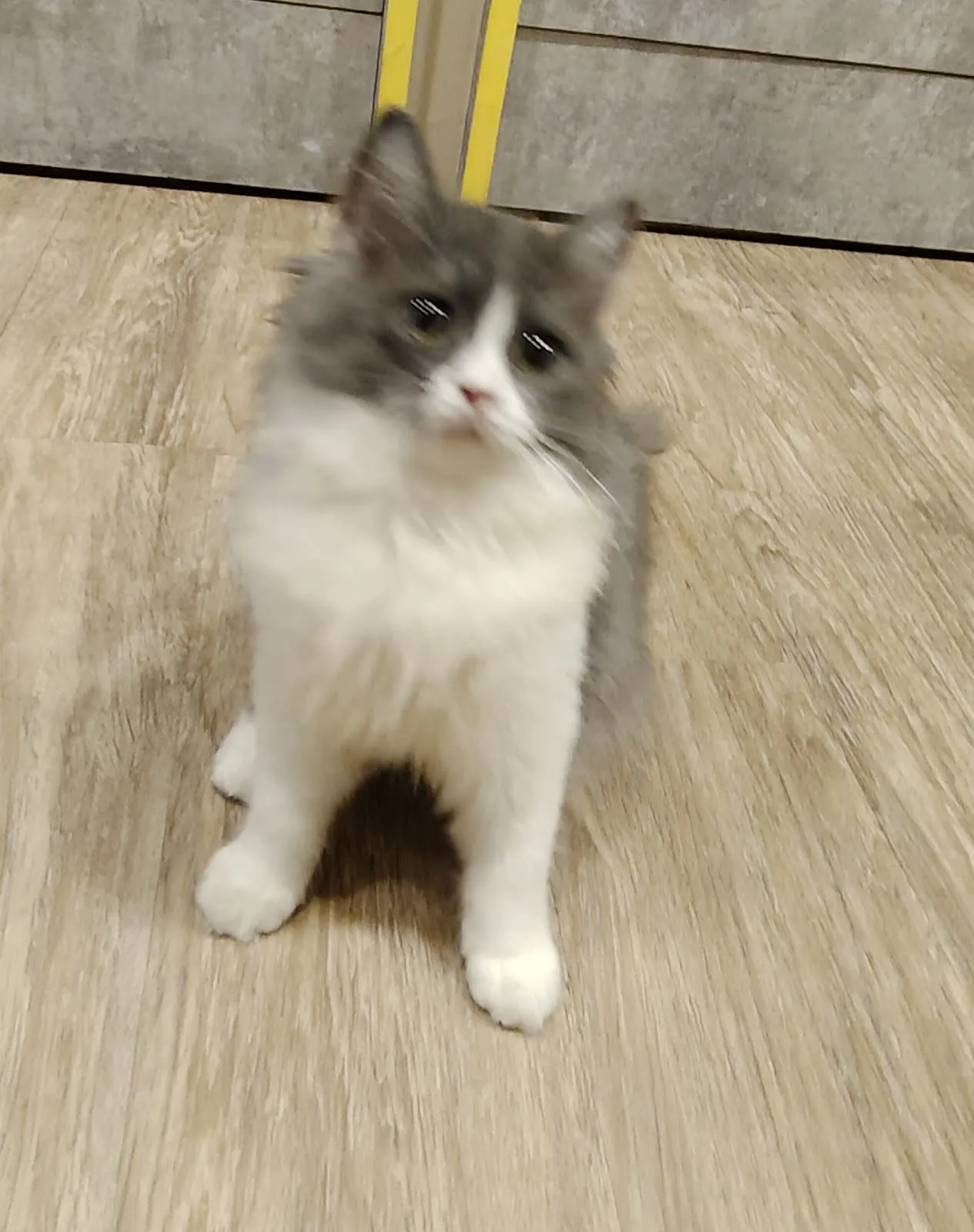 夜貓族寵物樂園