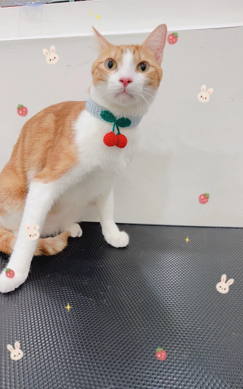 夜貓族寵物樂園