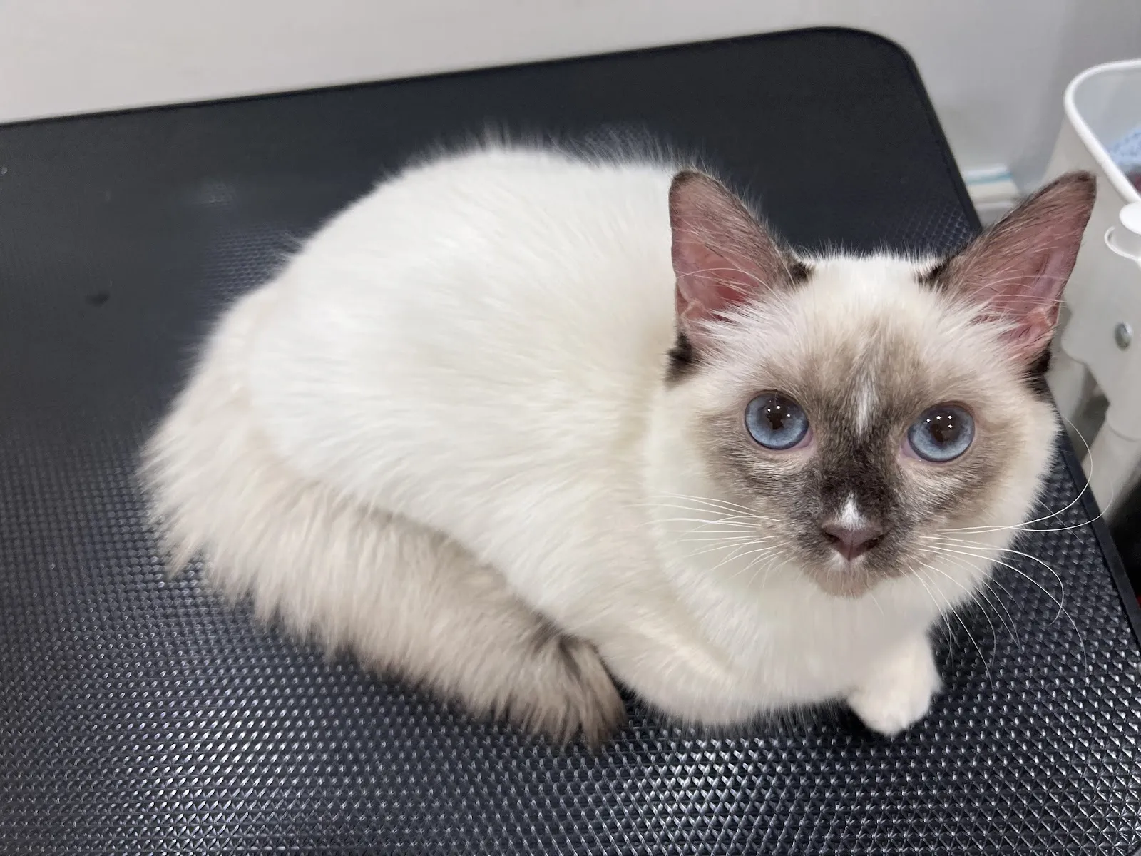 夜貓族寵物樂園