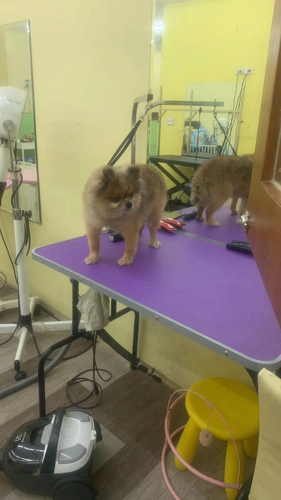 桃樂貝寵物沙龍