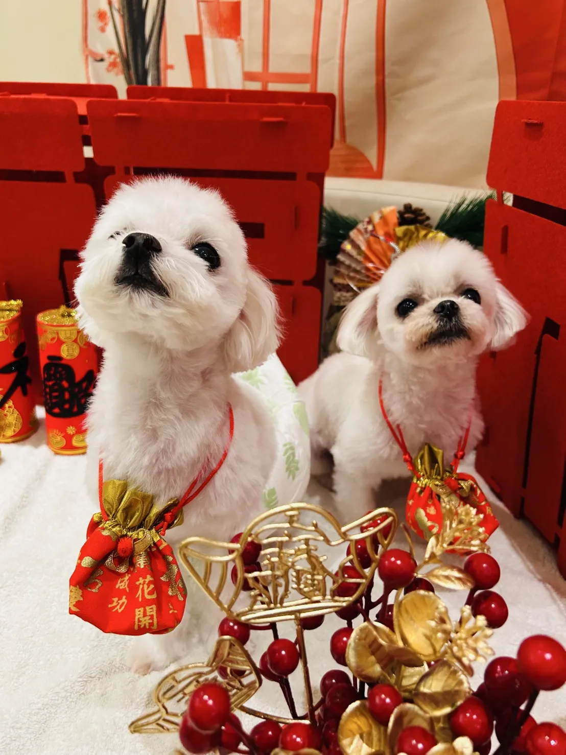 酷妮家寵物美容SPA館