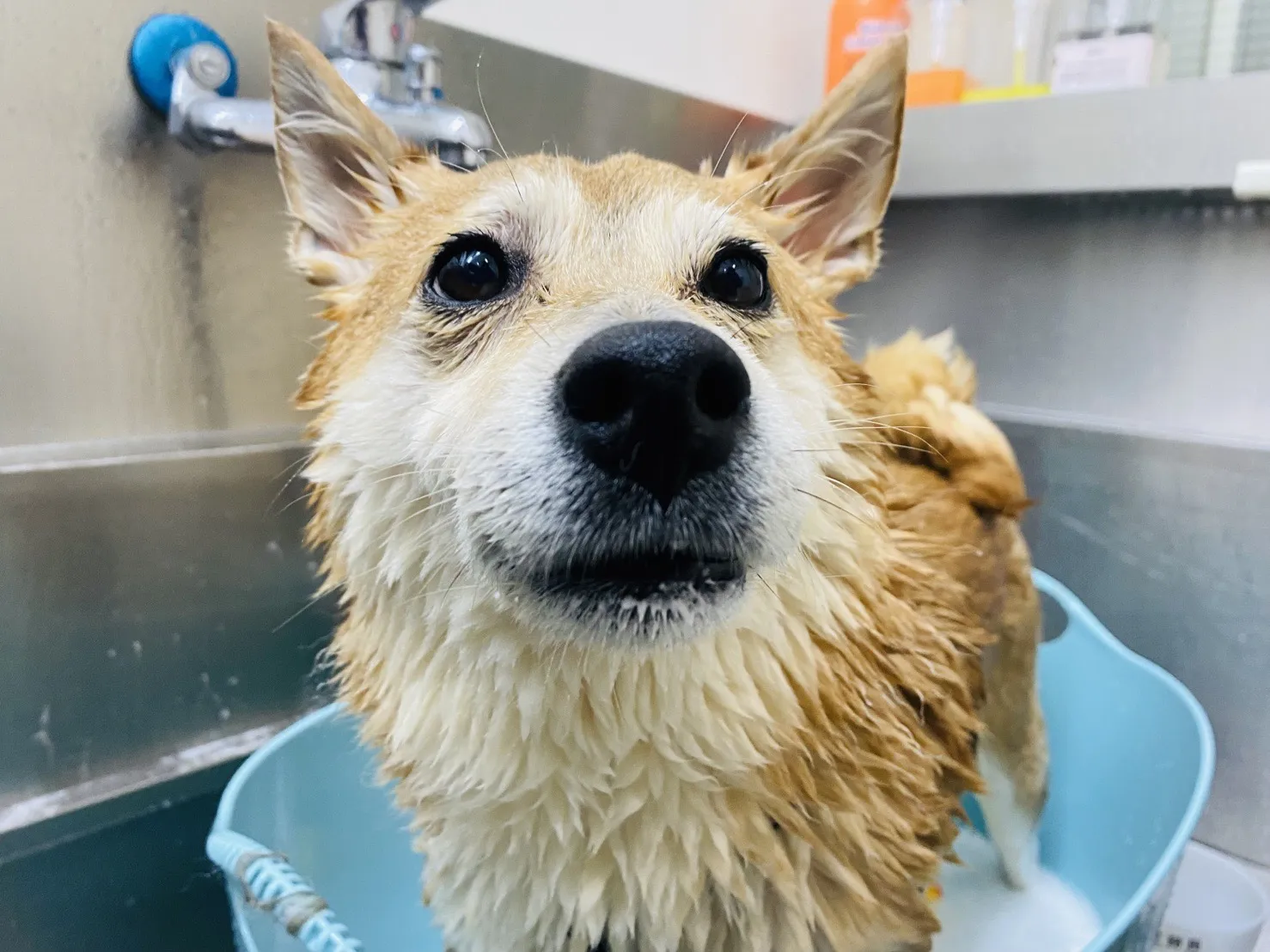 酷妮家寵物美容SPA館