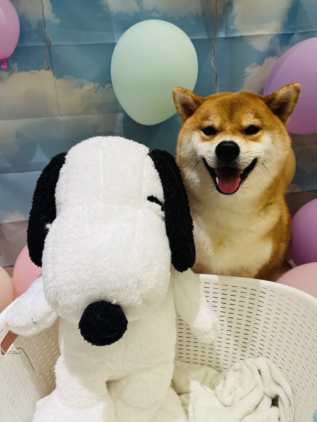 酷妮家寵物美容SPA館