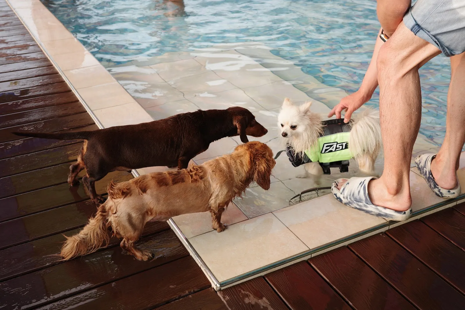 養樂多愛犬世界