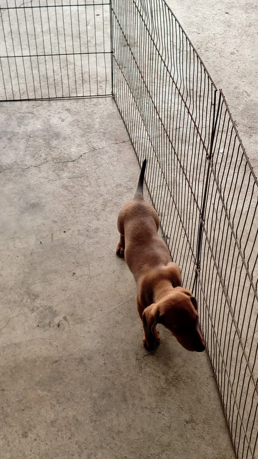 養樂多愛犬世界