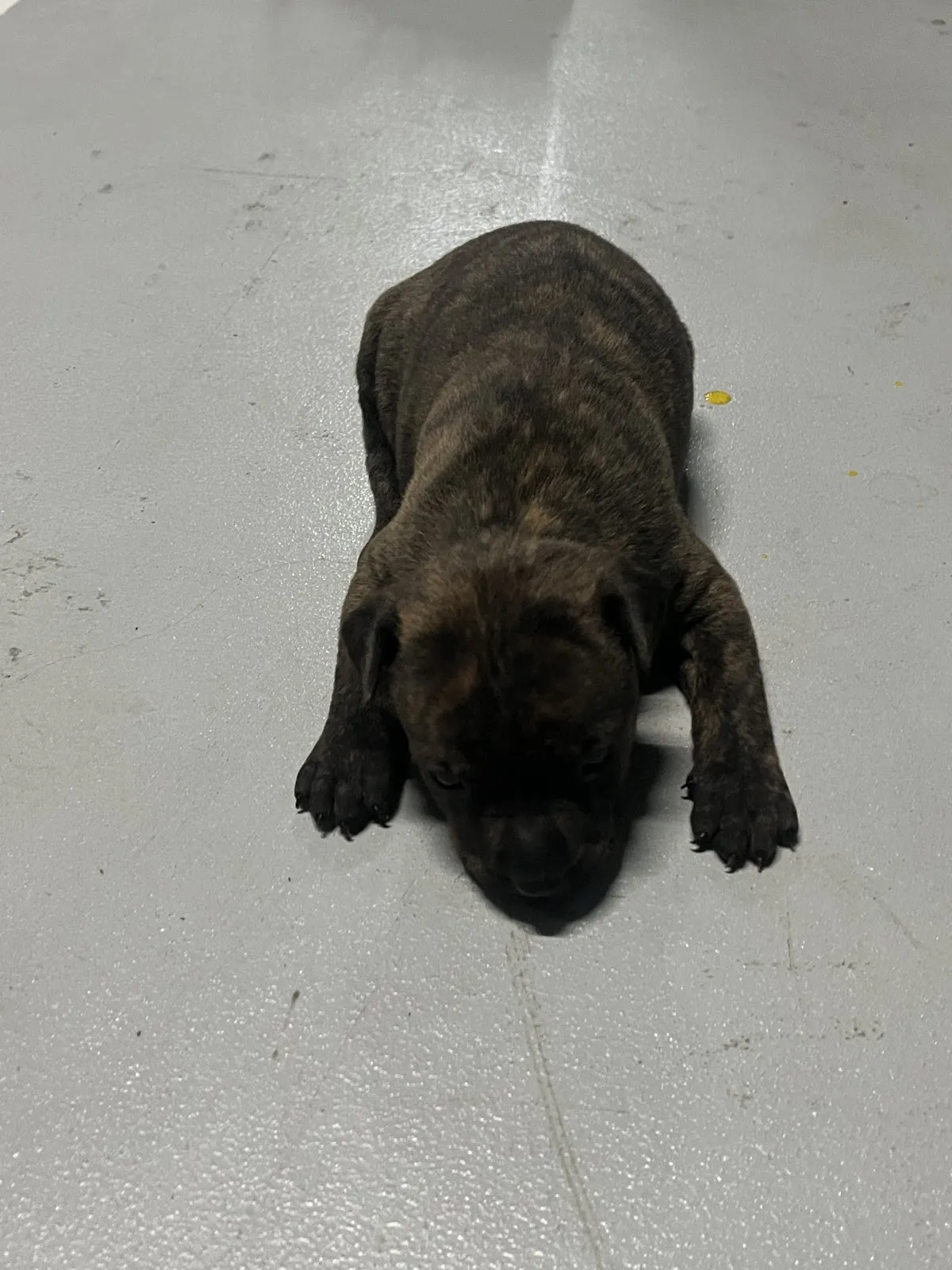 養樂多愛犬世界