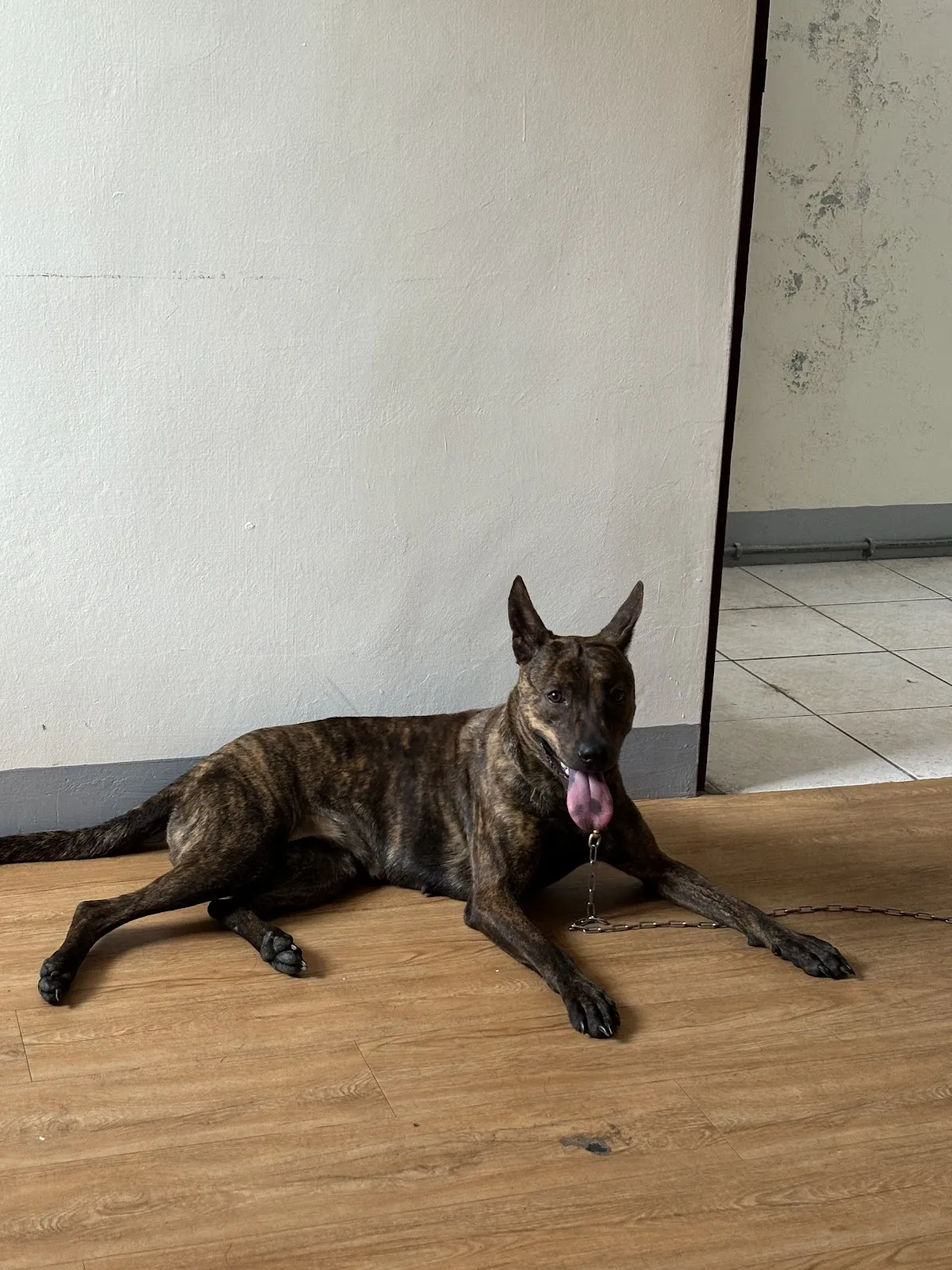 養樂多愛犬世界