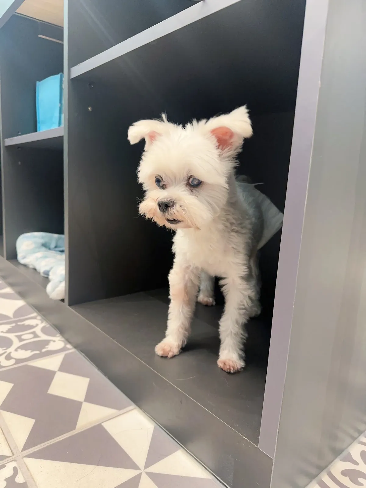 微笑寵物美容旅館