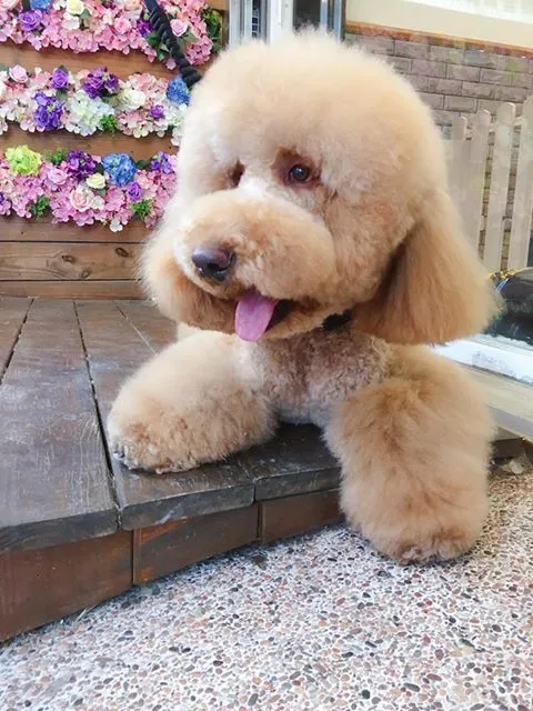 汪喵窩寵物美容旅館