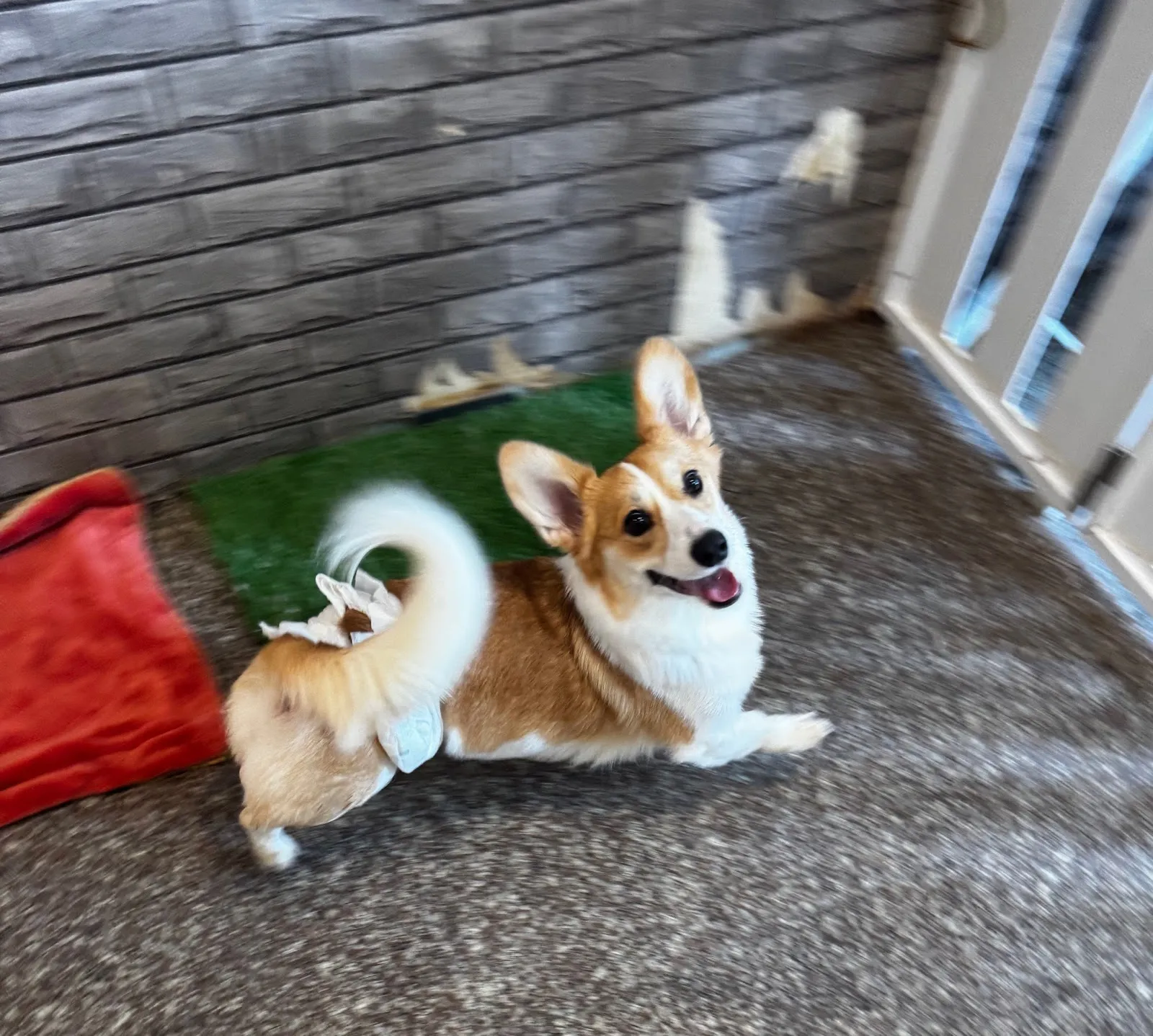 汪喵窩寵物美容旅館