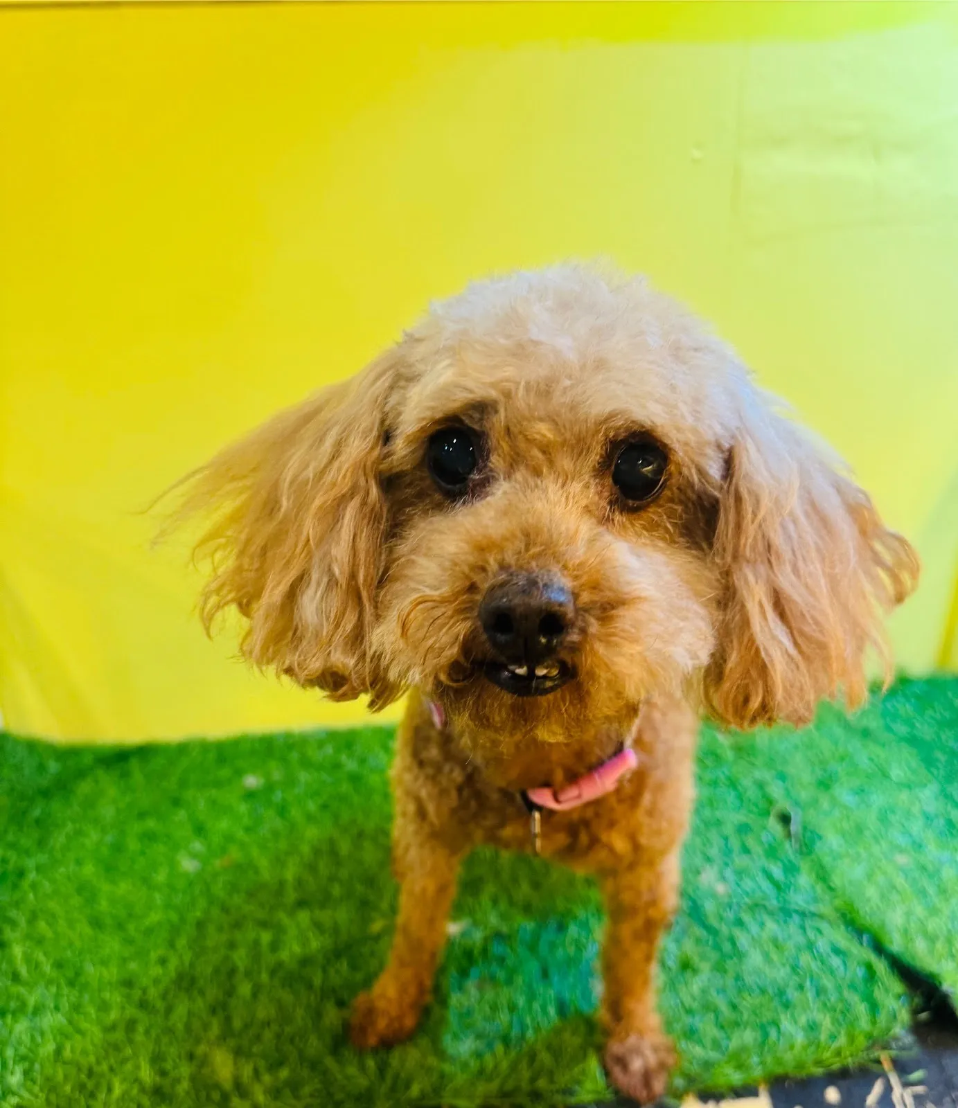 汪喵窩寵物美容旅館