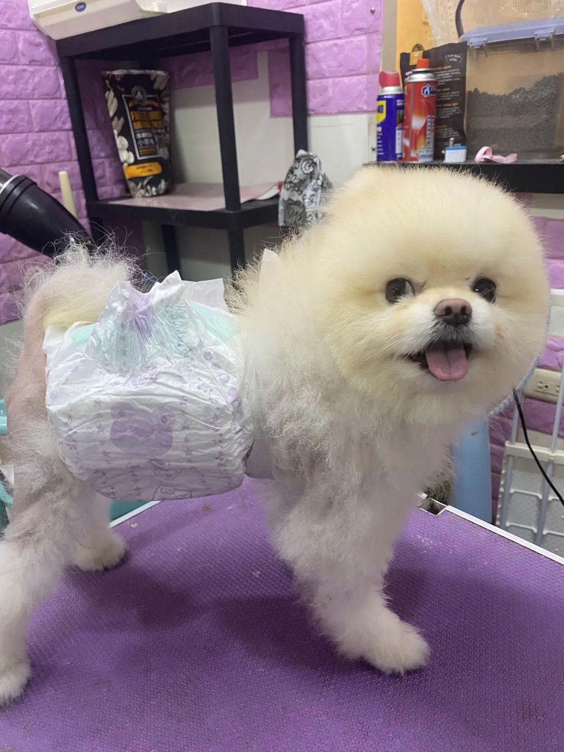 汪喵窩寵物美容旅館