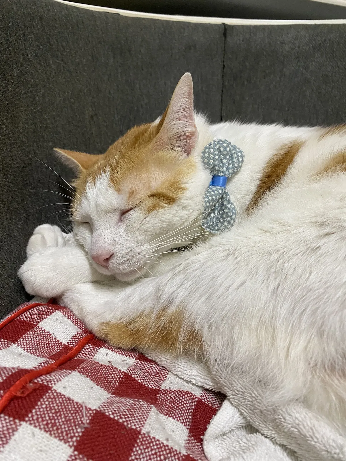 汪喵窩寵物美容旅館