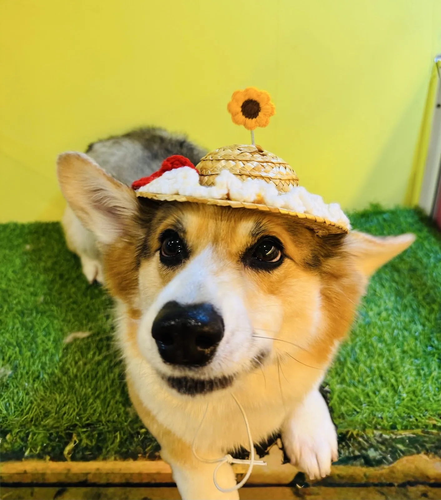 汪喵窩寵物美容旅館