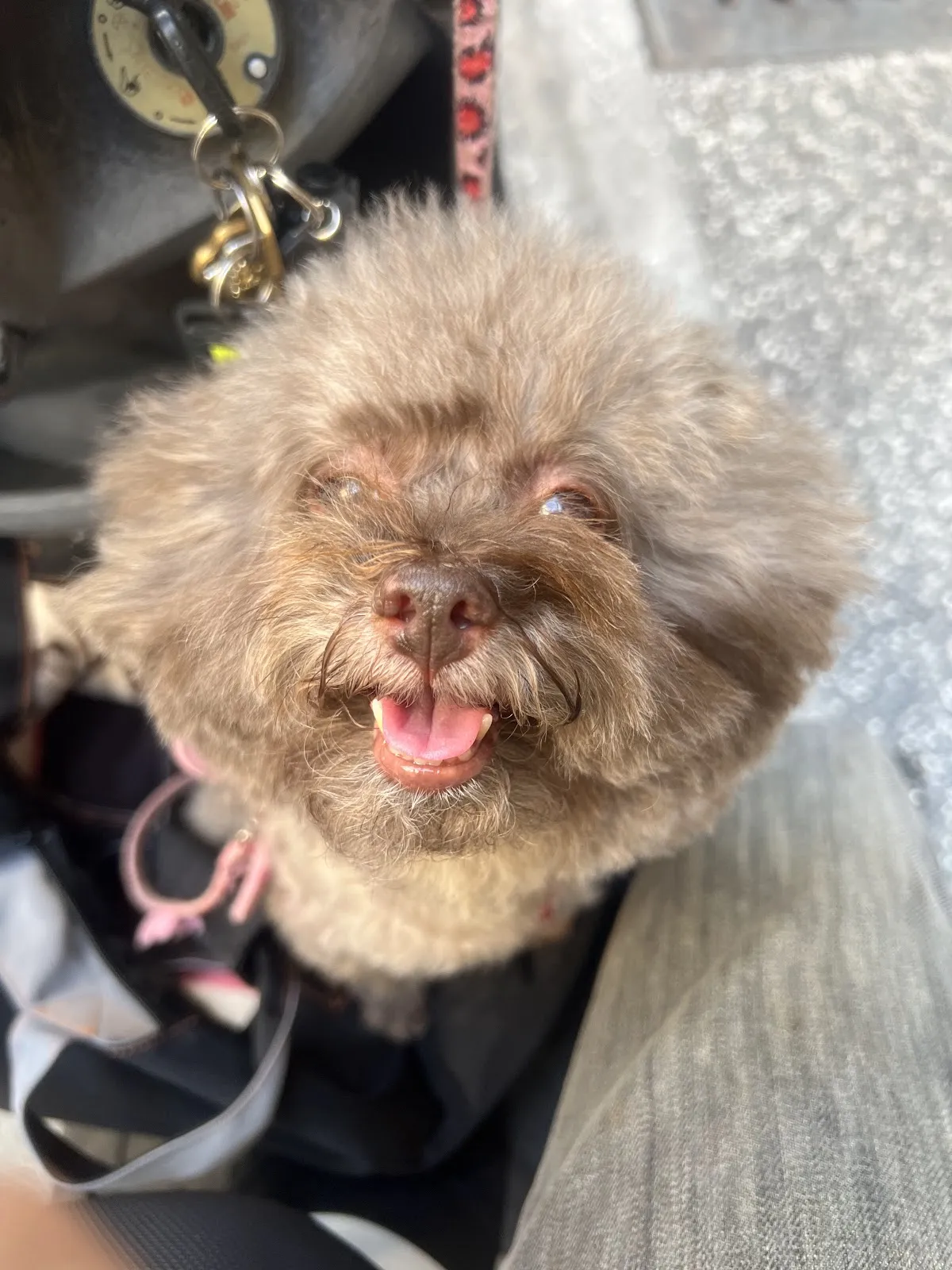 握握手寵物工坊