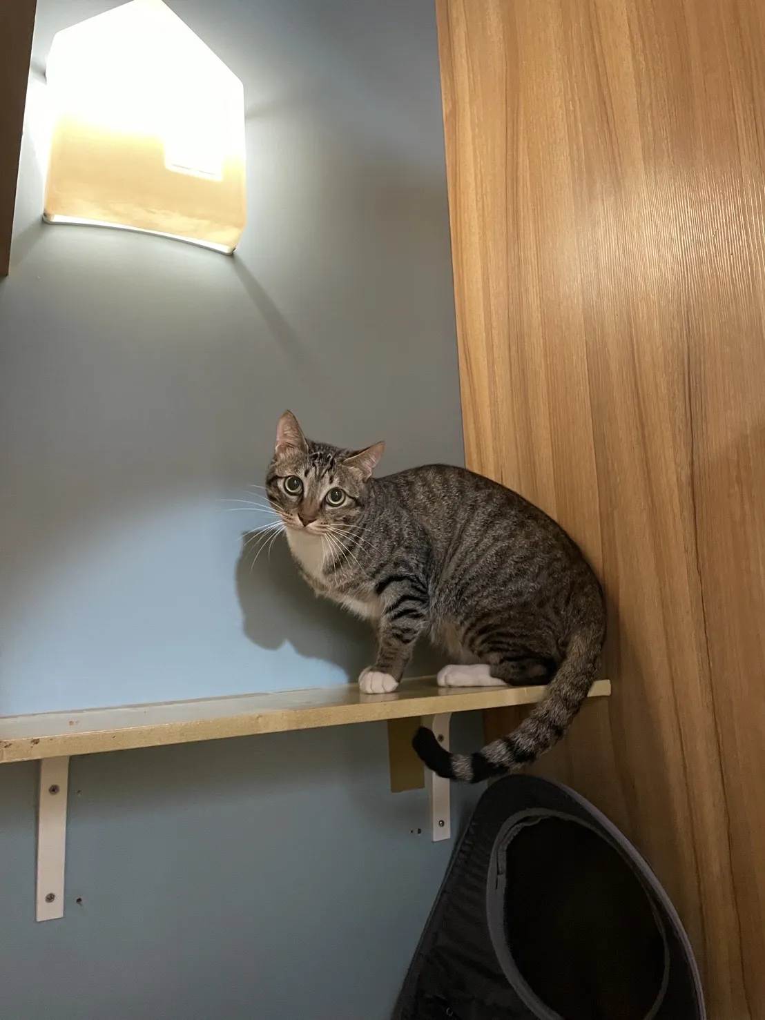 貓肥家貓咪旅館