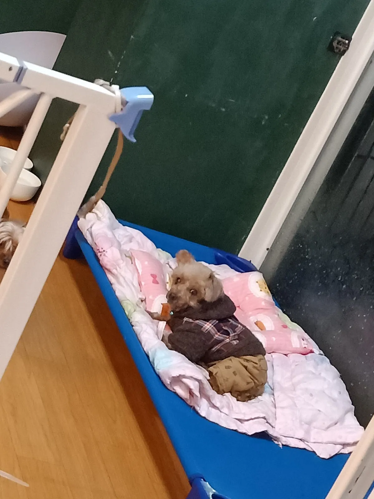 卡哇伊寵物旅館