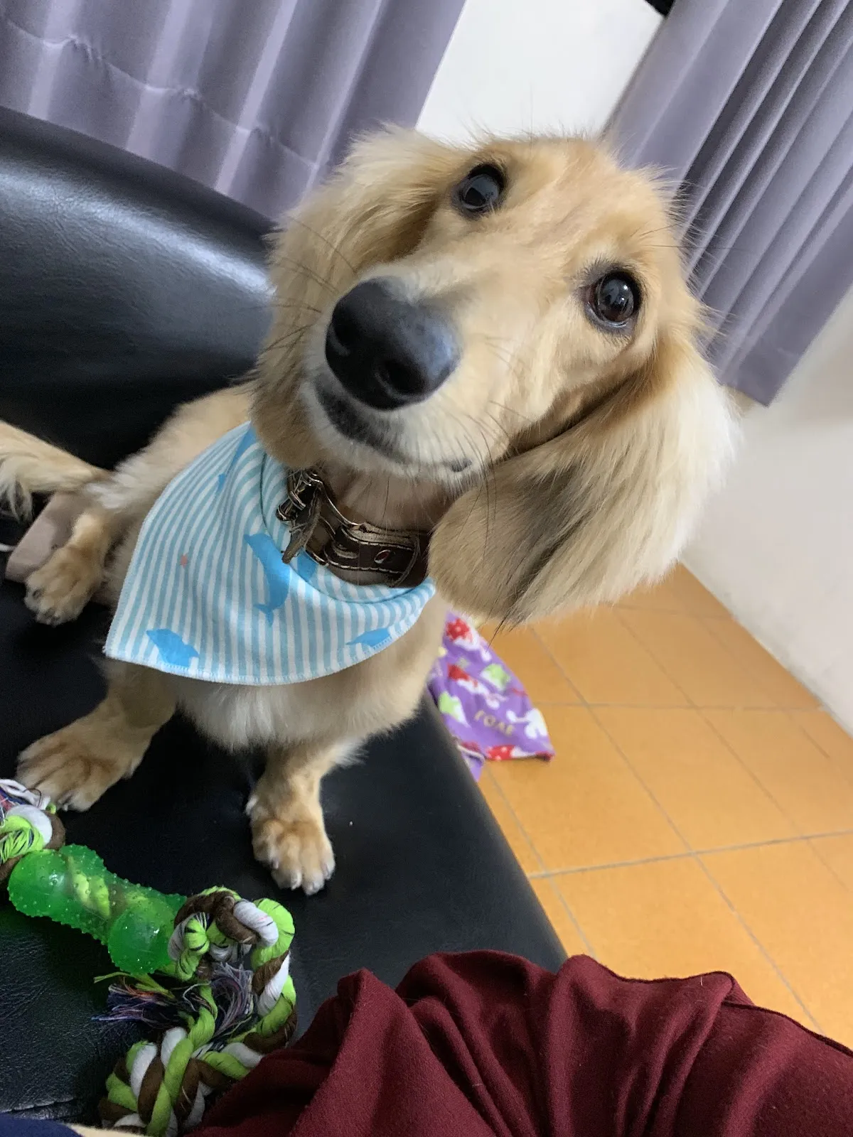 卡哇伊寵物旅館