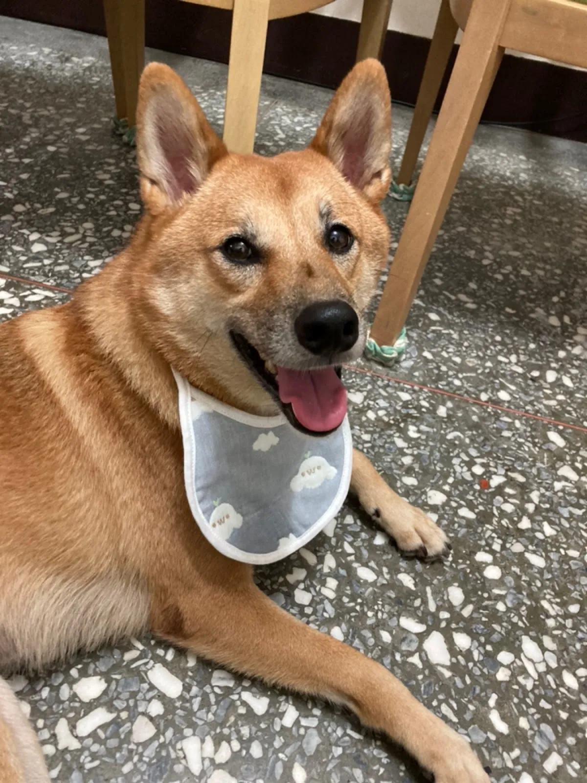 卡哇伊寵物旅館