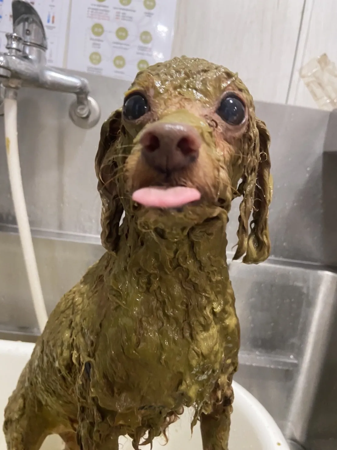 育慷寵物生活館