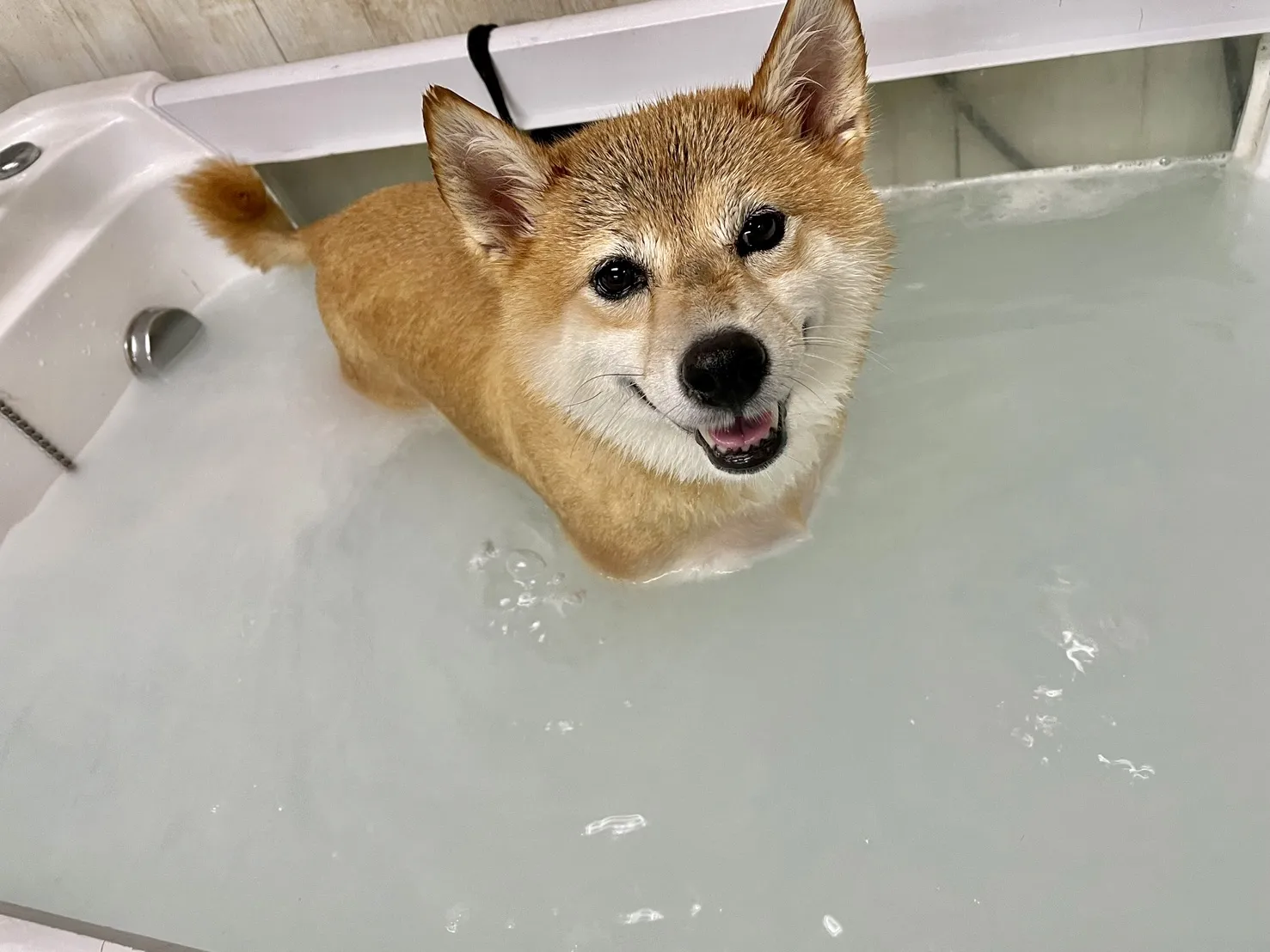 育慷寵物生活館