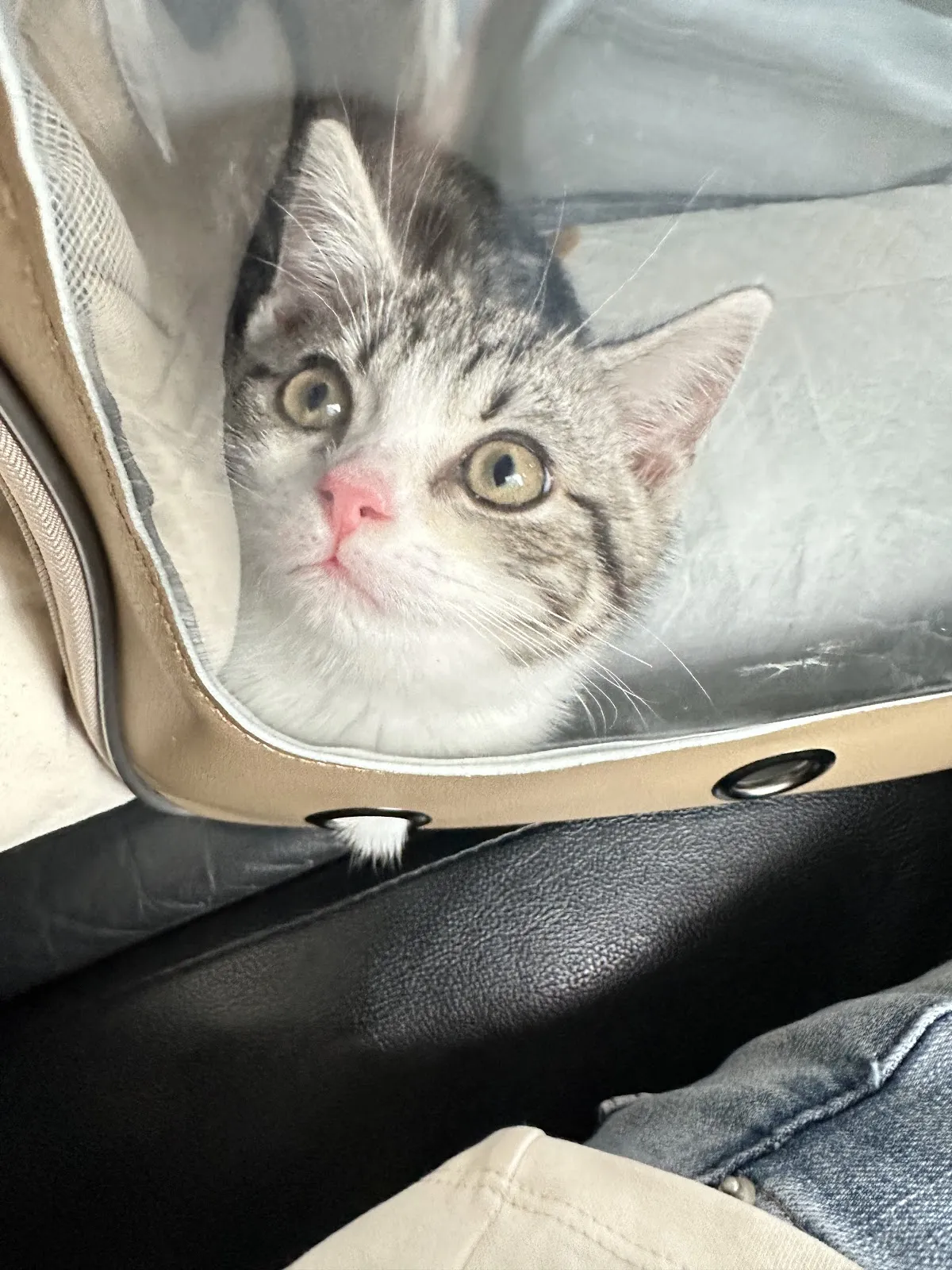 林緁寵物生活館