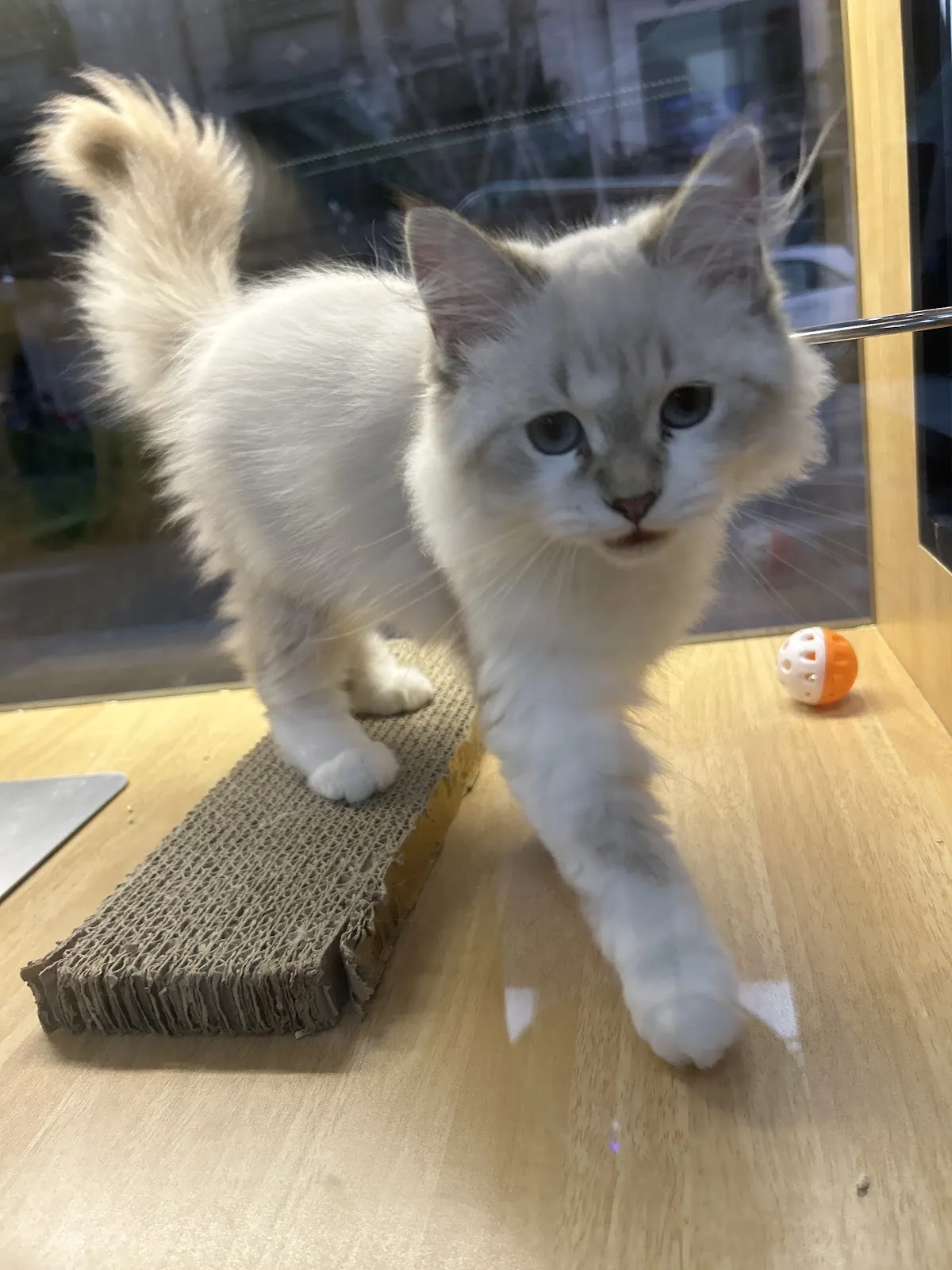 林緁寵物生活館