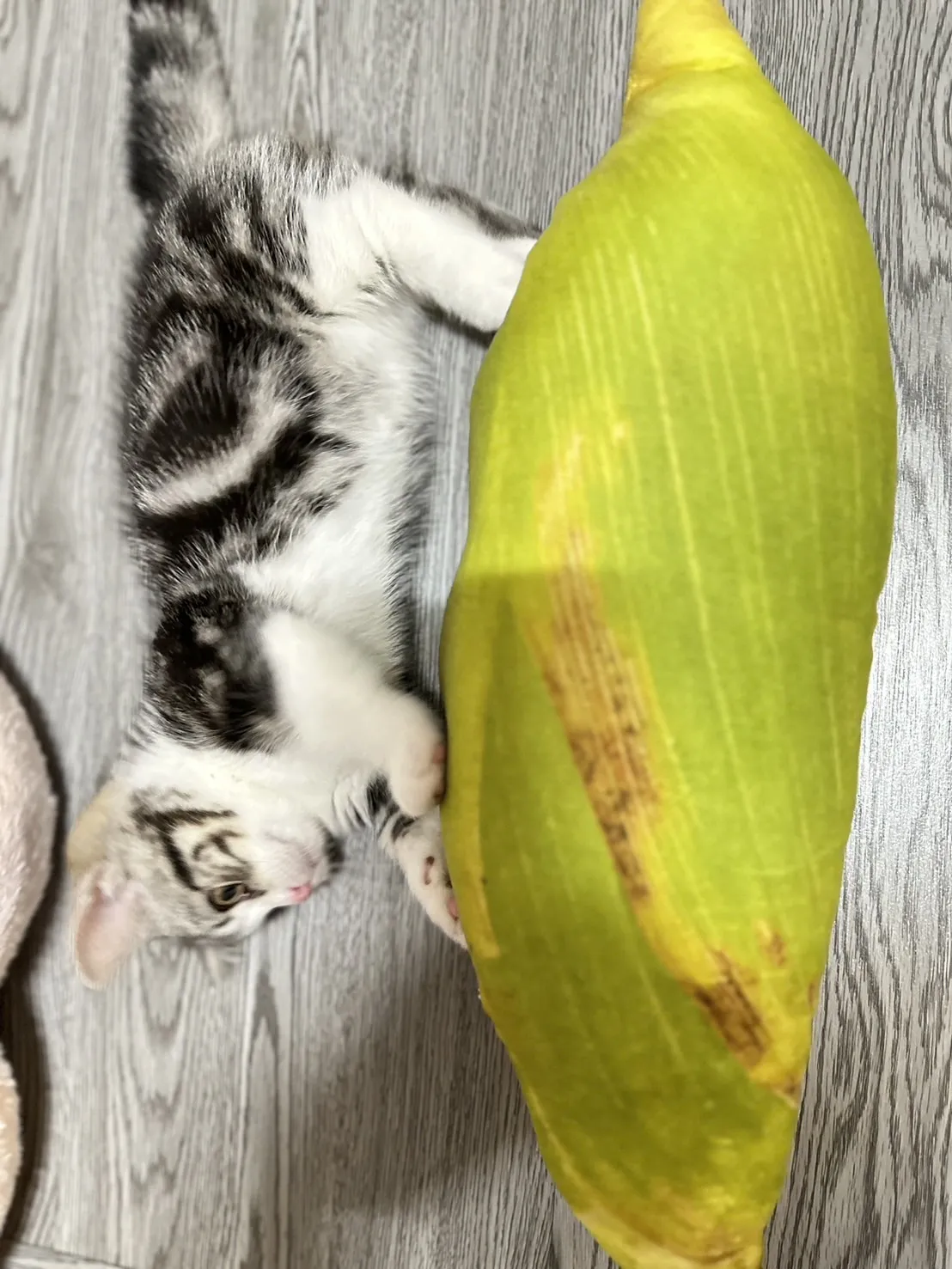 林緁寵物生活館