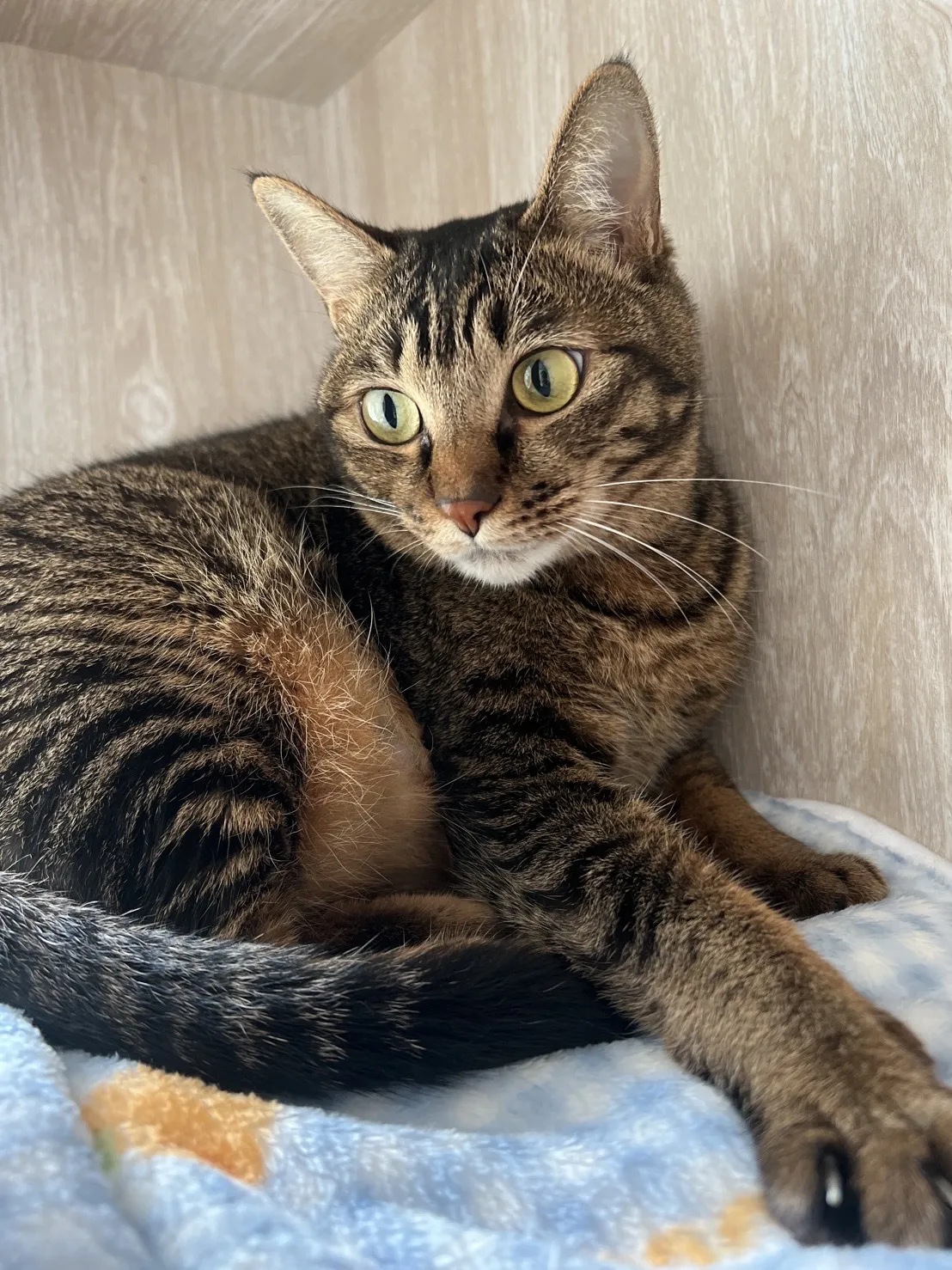 樓上遇見貓商行