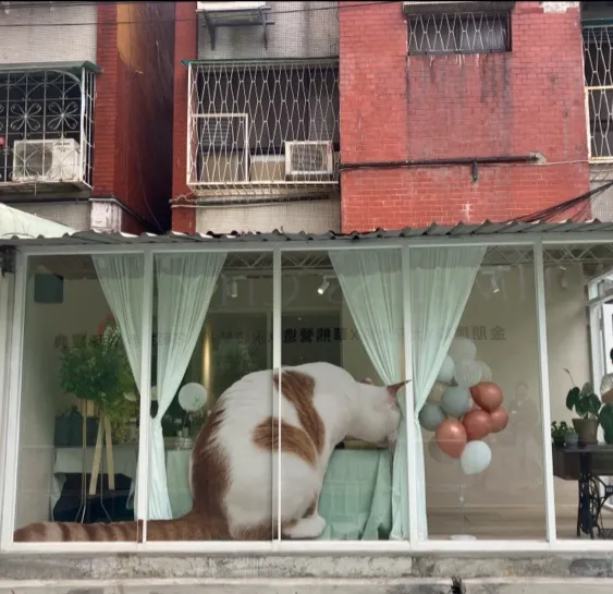 樓上遇見貓商行