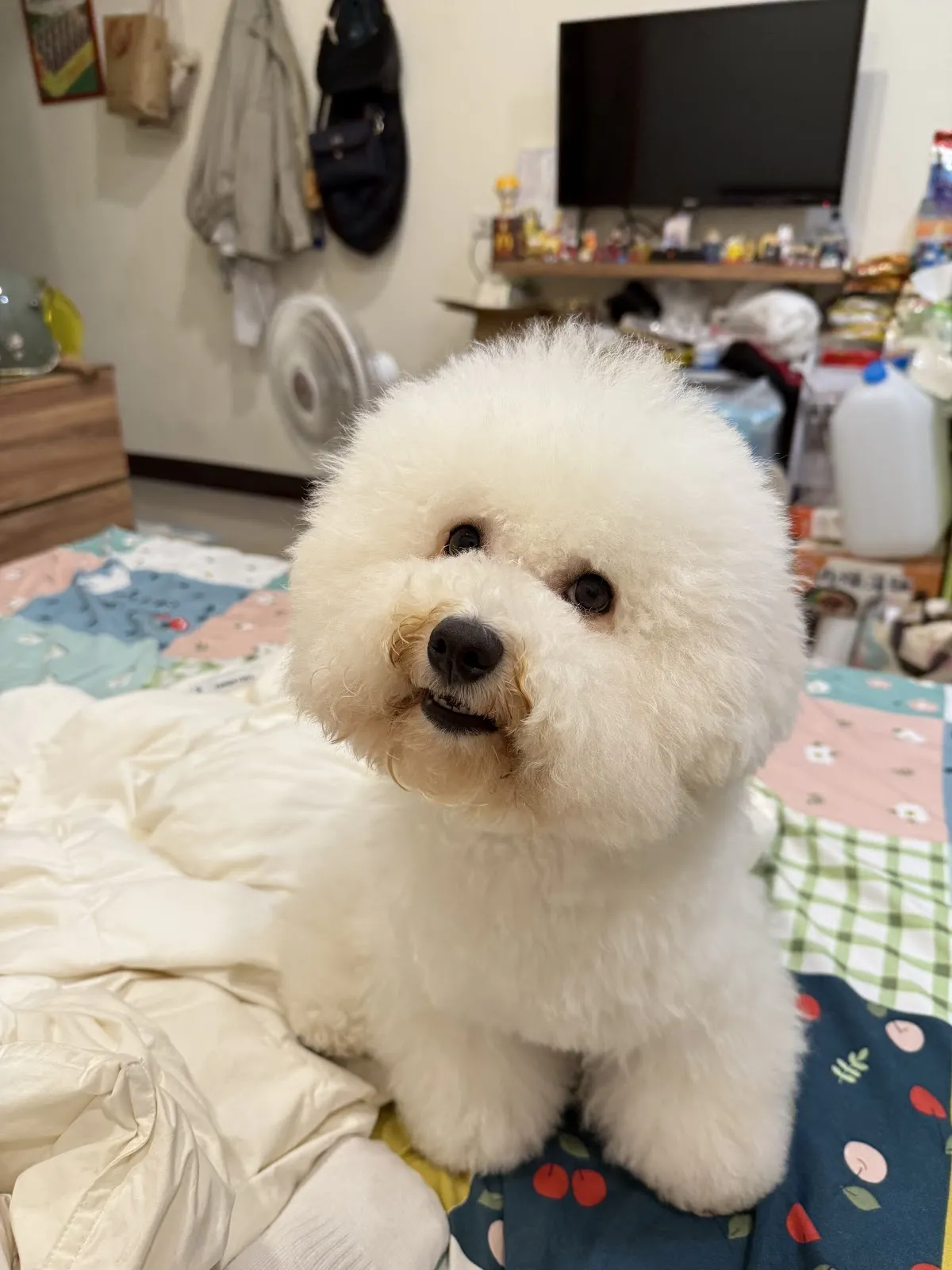 草妮瑪寵物美容