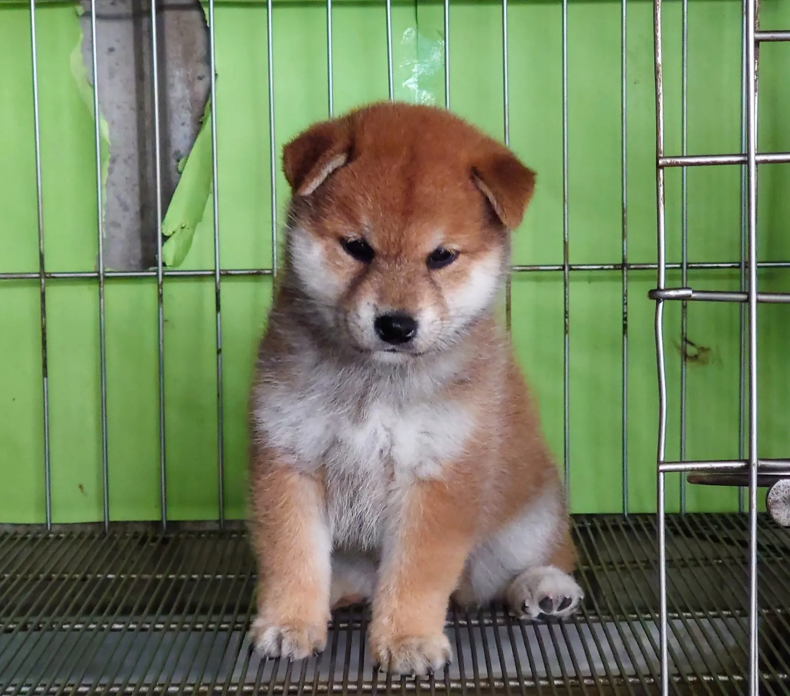 台灣高昇莊犬舍