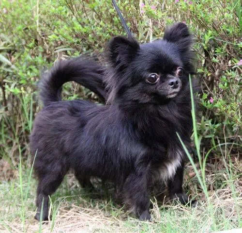 蔓菲吉娃娃犬舍