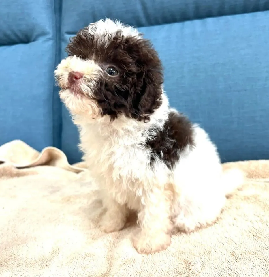 蔓菲吉娃娃犬舍