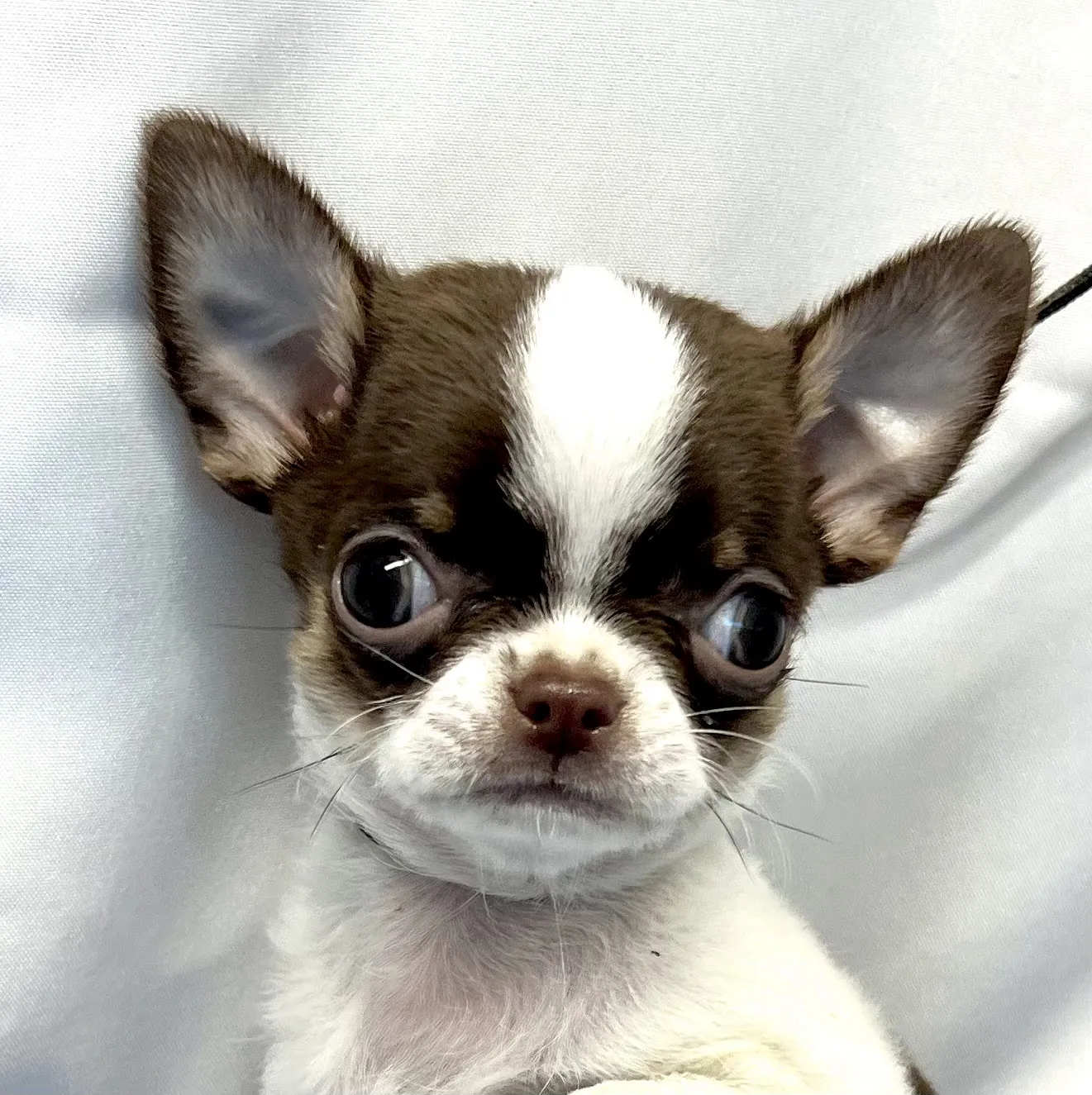 蔓菲吉娃娃犬舍