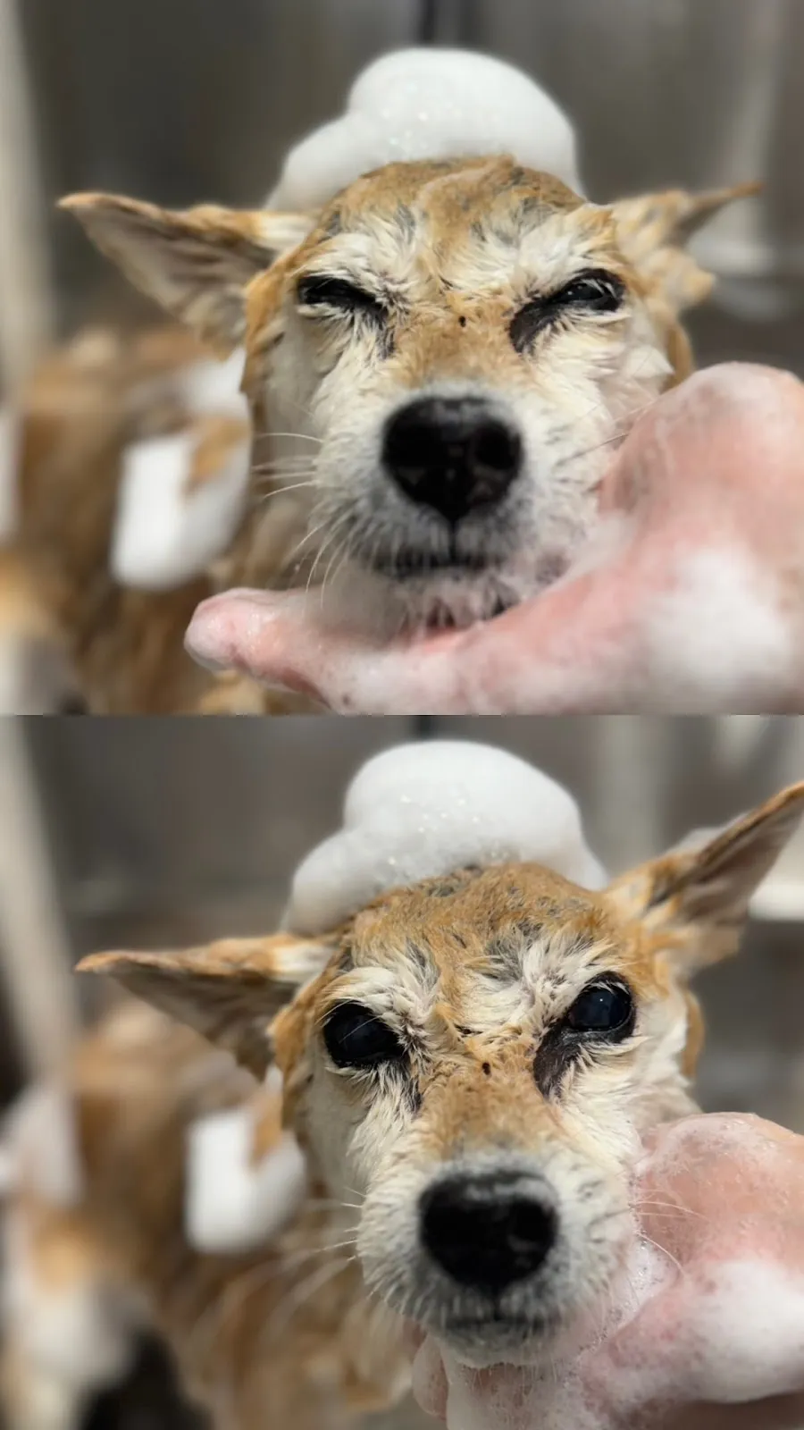 星特寵物生活館