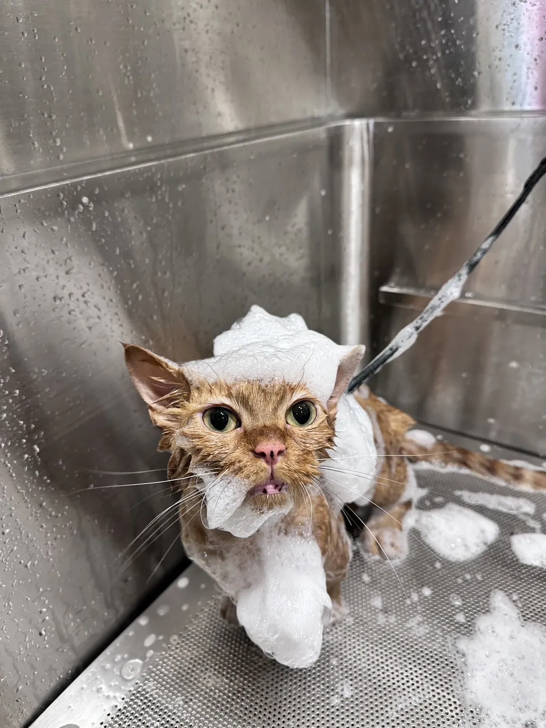 星特寵物生活館