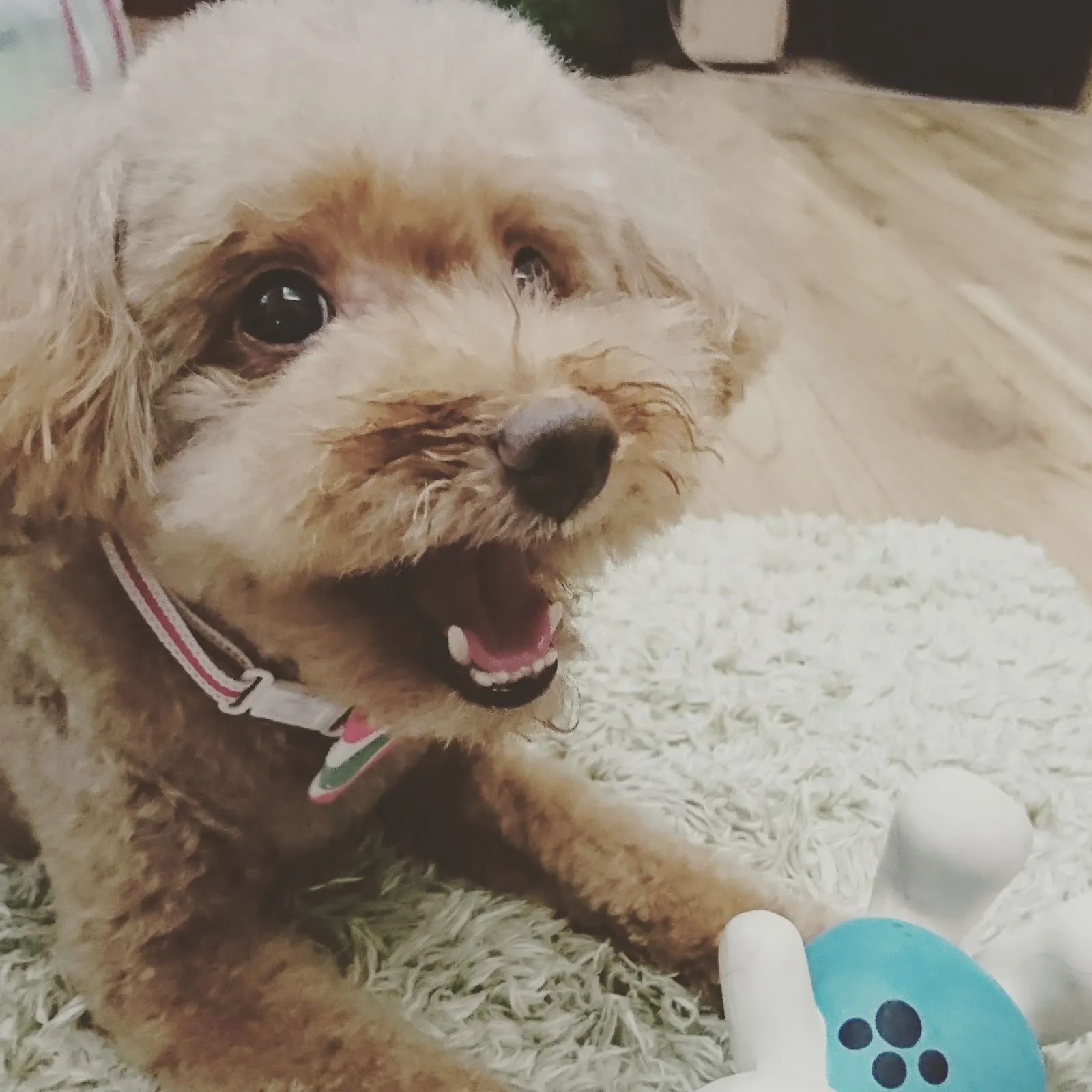 咘咘寵物生活坊