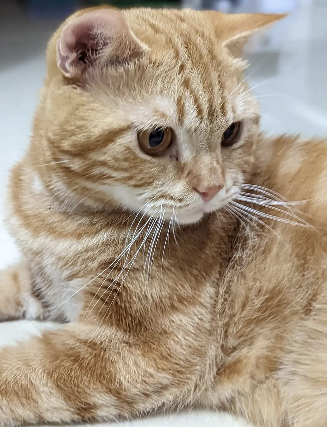 咘咘寵物生活坊