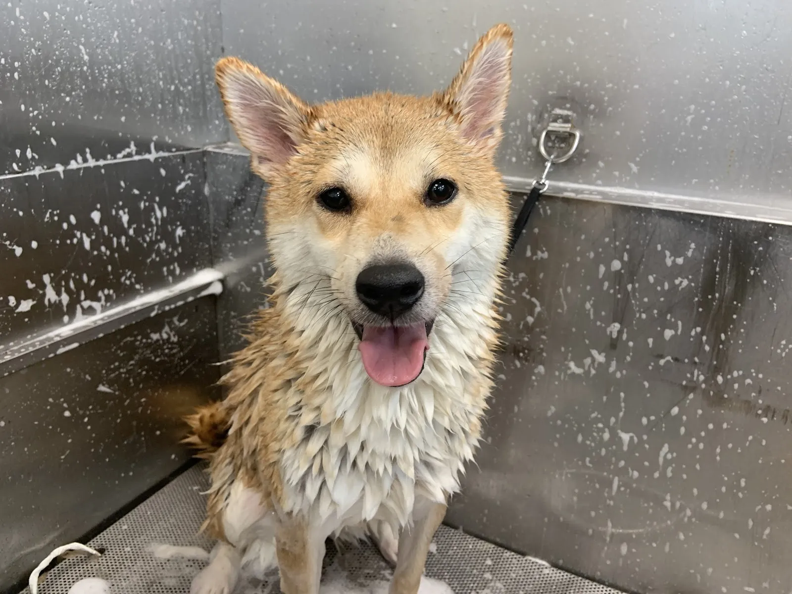 咘咘寵物生活坊