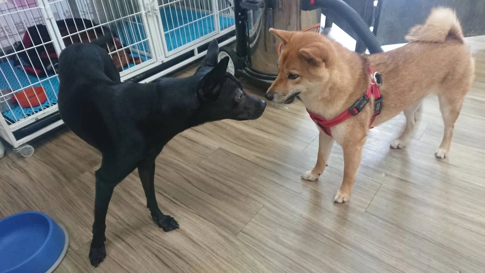 咘咘寵物生活坊