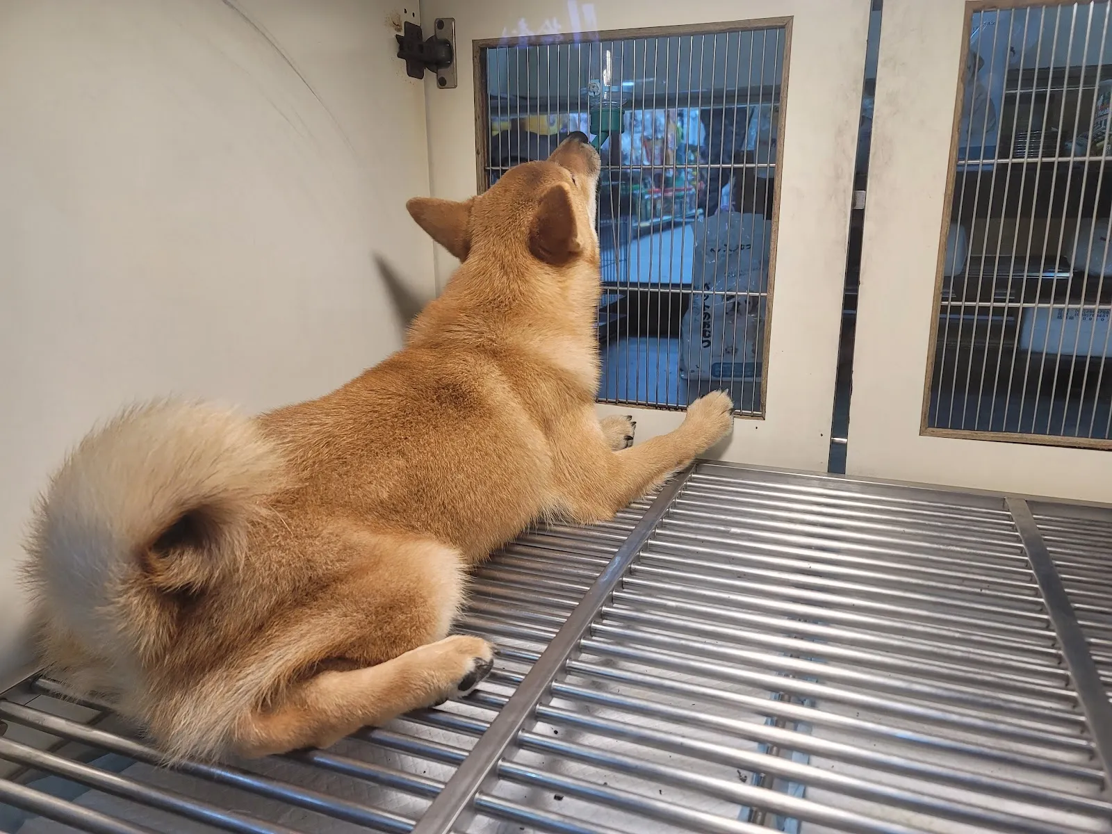 小寶貝寵物水族百貨店