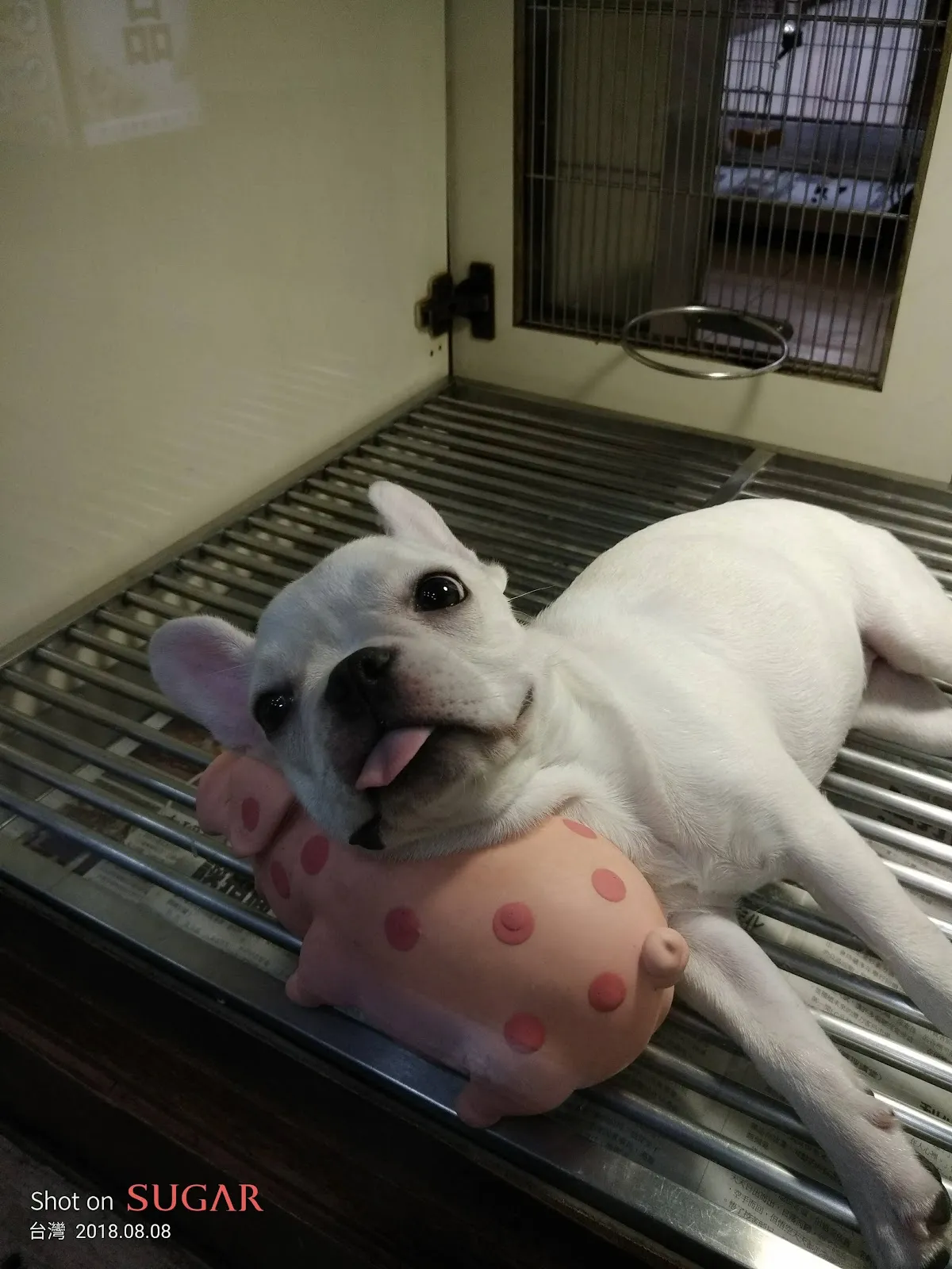 小寶貝寵物水族百貨店