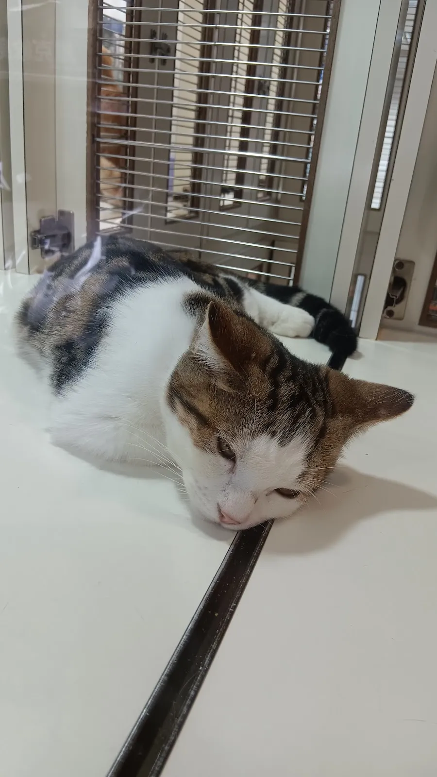 小寶貝寵物水族百貨店