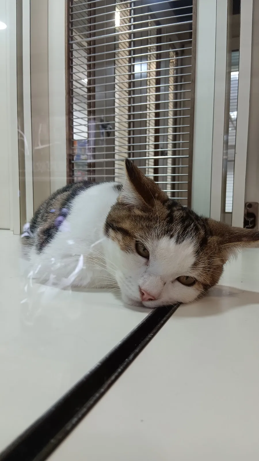 小寶貝寵物水族百貨店