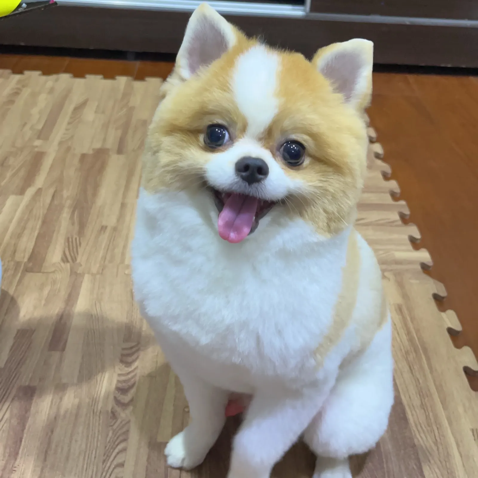 愛神寵物美容店