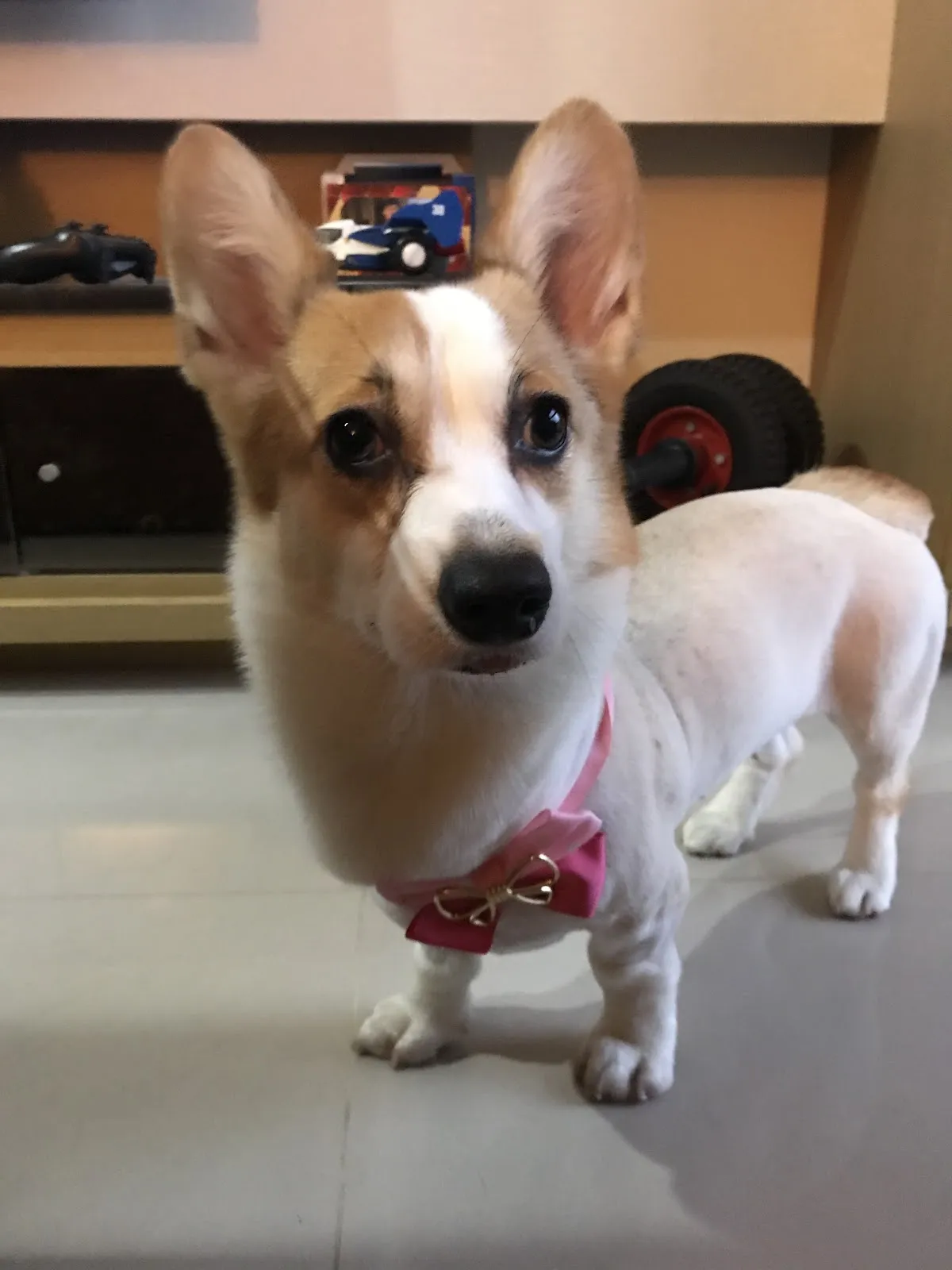 寶妮寵物美容坊