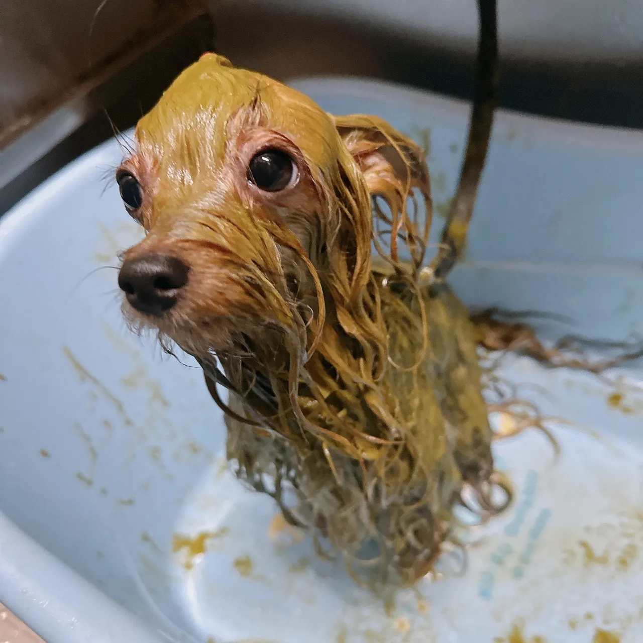 你好寵物沙龍店